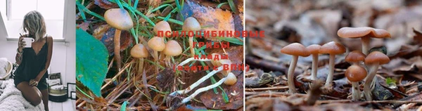 ешки Нефтекумск